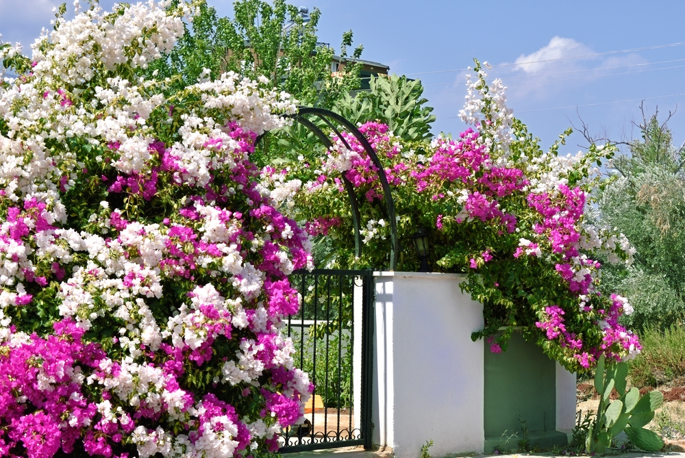 kletterpflanzen an einem spanischen haus