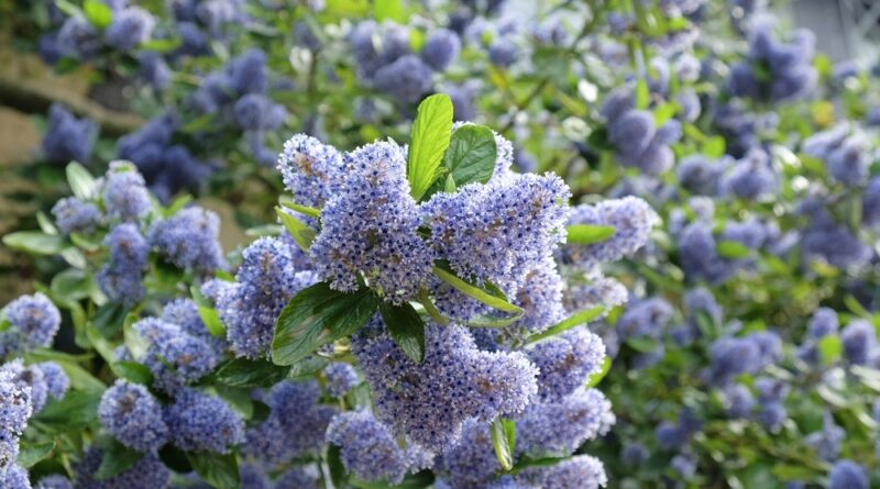 Ceanothus Trewithen Blue