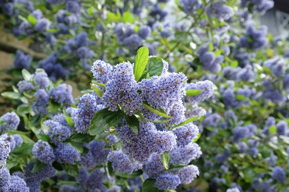 Ceanothus Trewithen Blue