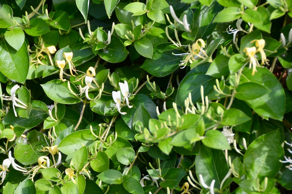 Lonicera japonica