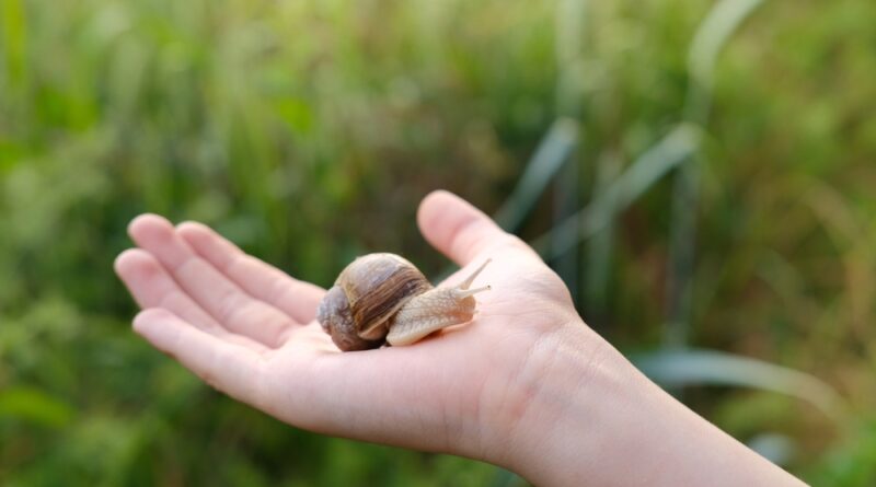 kind mit schnecke in der hand