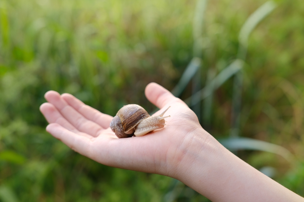 kind mit schnecke in der hand