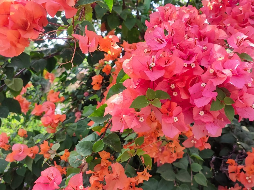 Bougainvillea