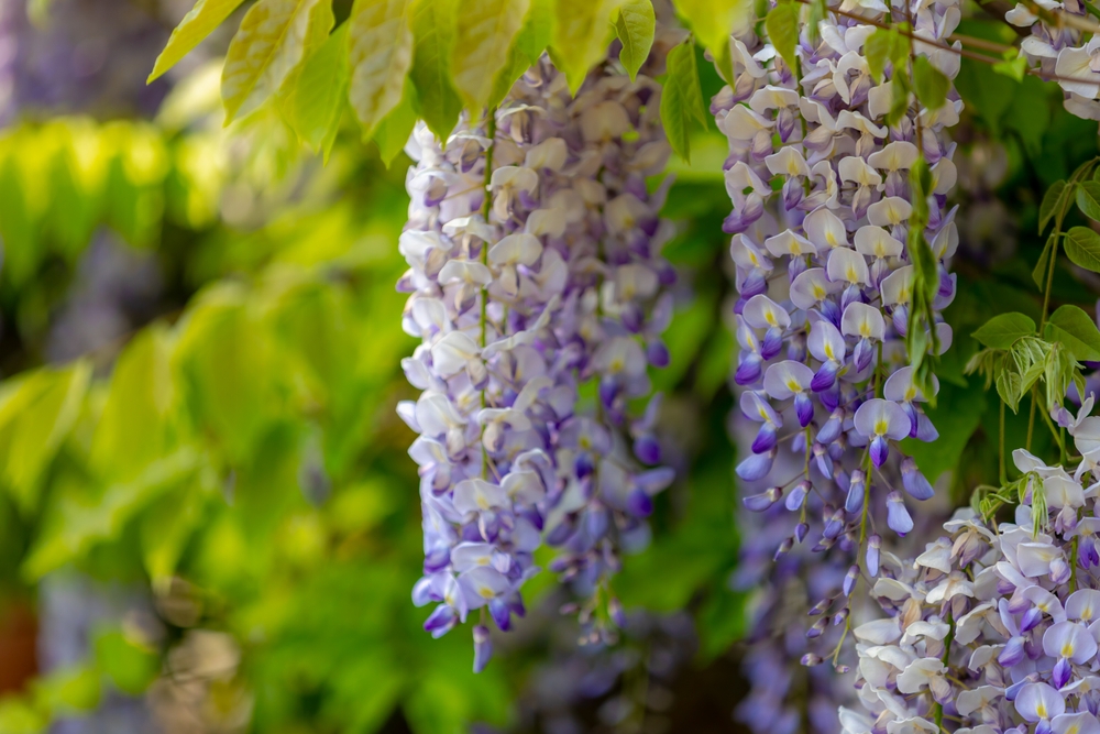 Wisteria sinensis
