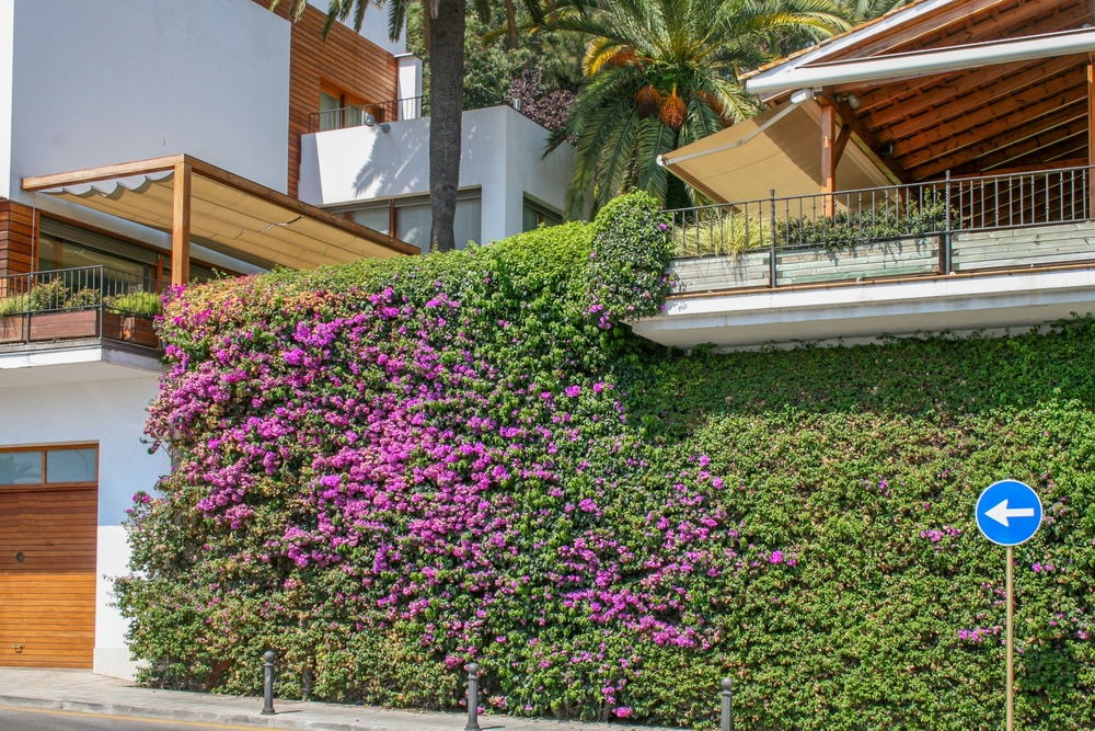 kletterpflanzen in spanien