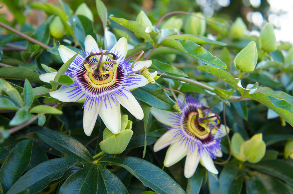 Passiflora caerulea