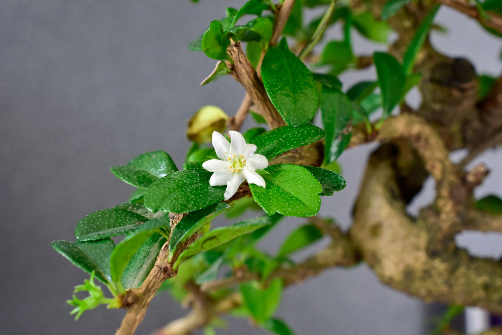 blühender bonsai