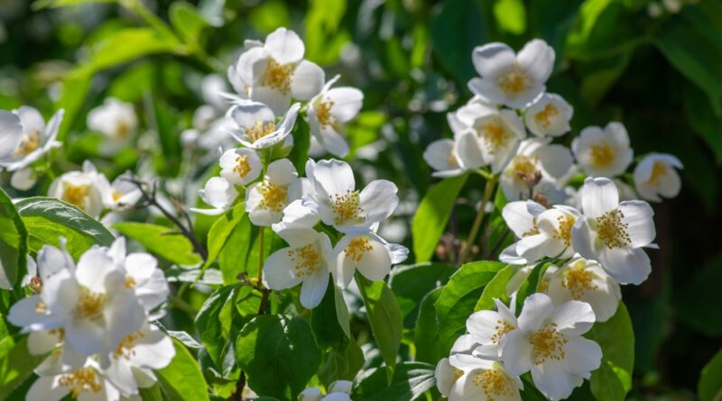 Philadelphus