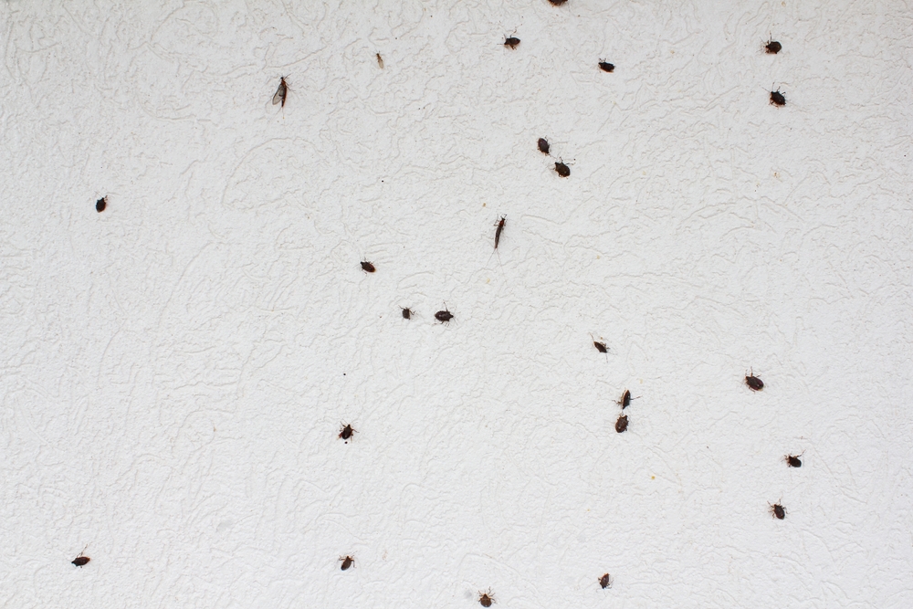 verschiedene käfer an der hausfassade