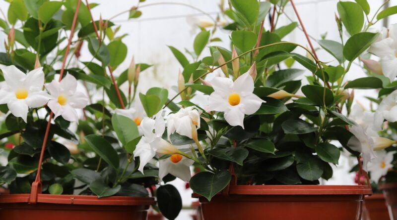 dipladenia in der wohnung