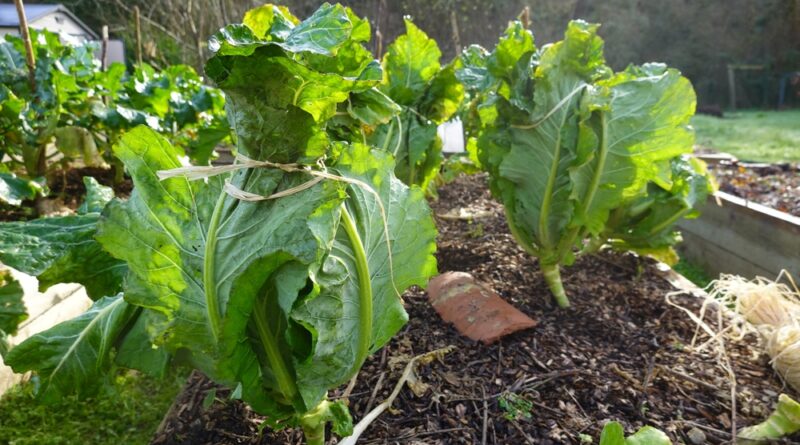 blumenkohl im garten