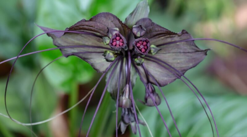 Tacca aameyri