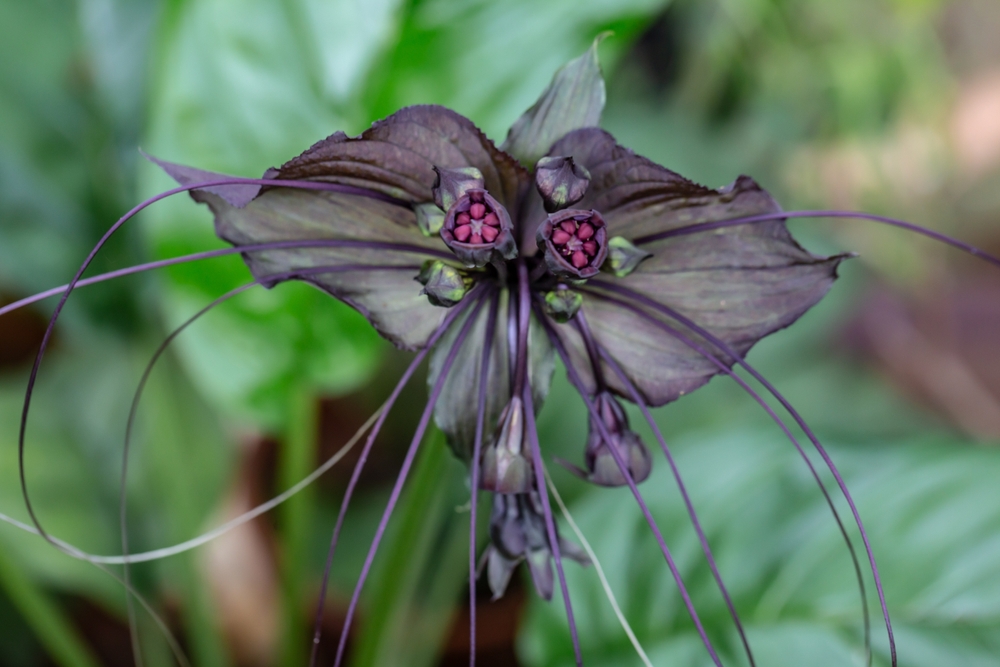 Tacca aameyri