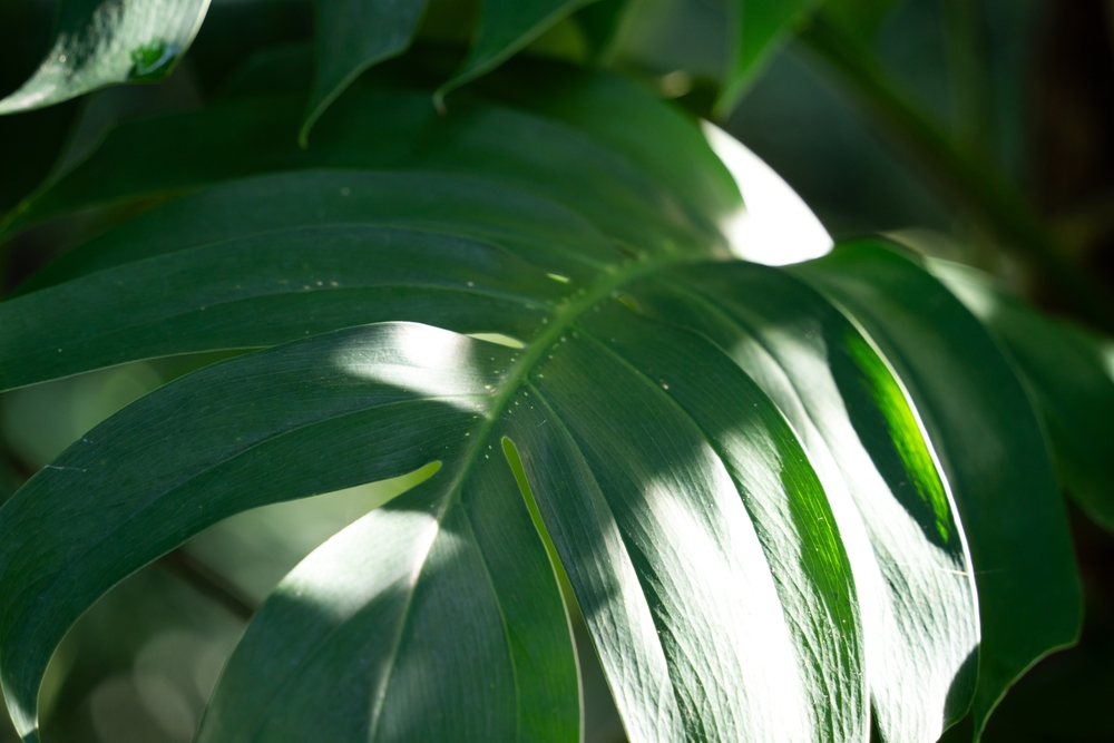 thripse an blättern