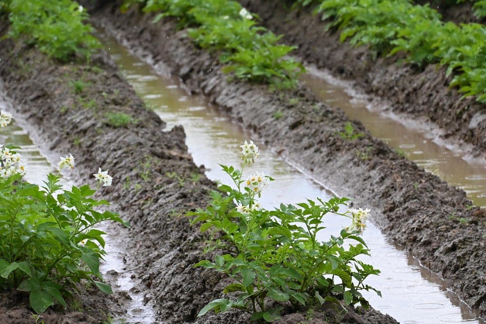 bewässerung von feldern