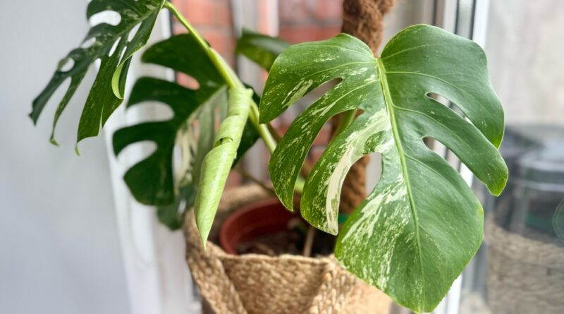 thripse-befall an einer monstera