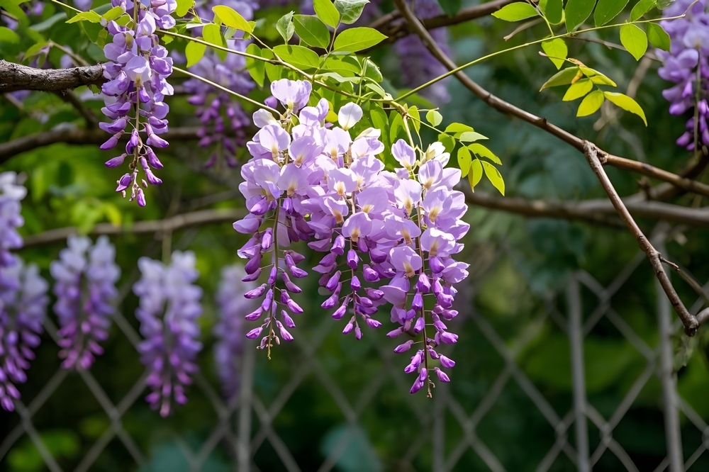 Wisteria