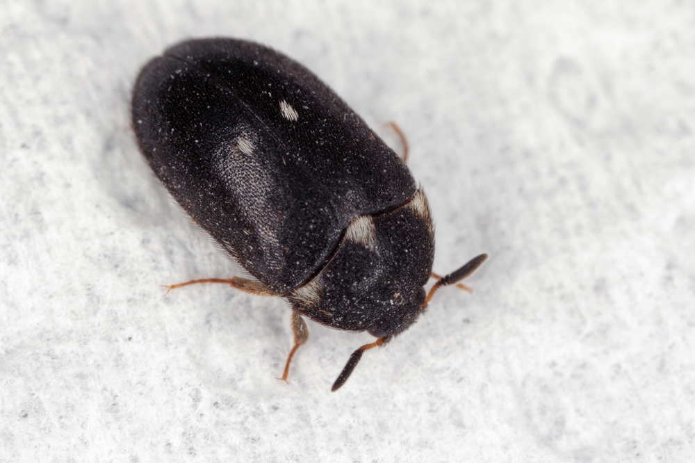 pelzkäfer