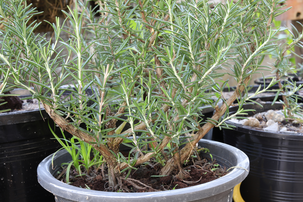 rosmarin im topf