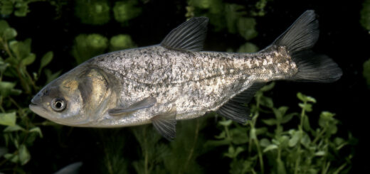 Hypophthalmichthys molitrix