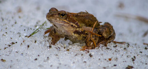 kröte im winter