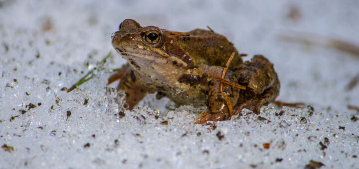 kröte im winter