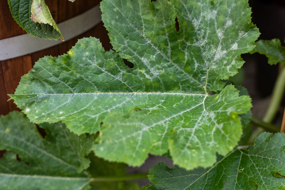 algenkalk auf pflanze