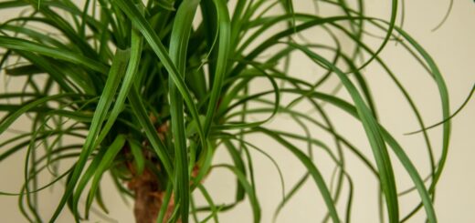 Beaucarnea recurvata