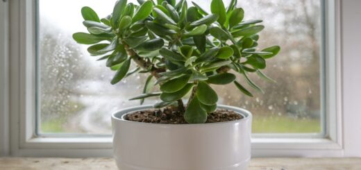 Crassula ovata