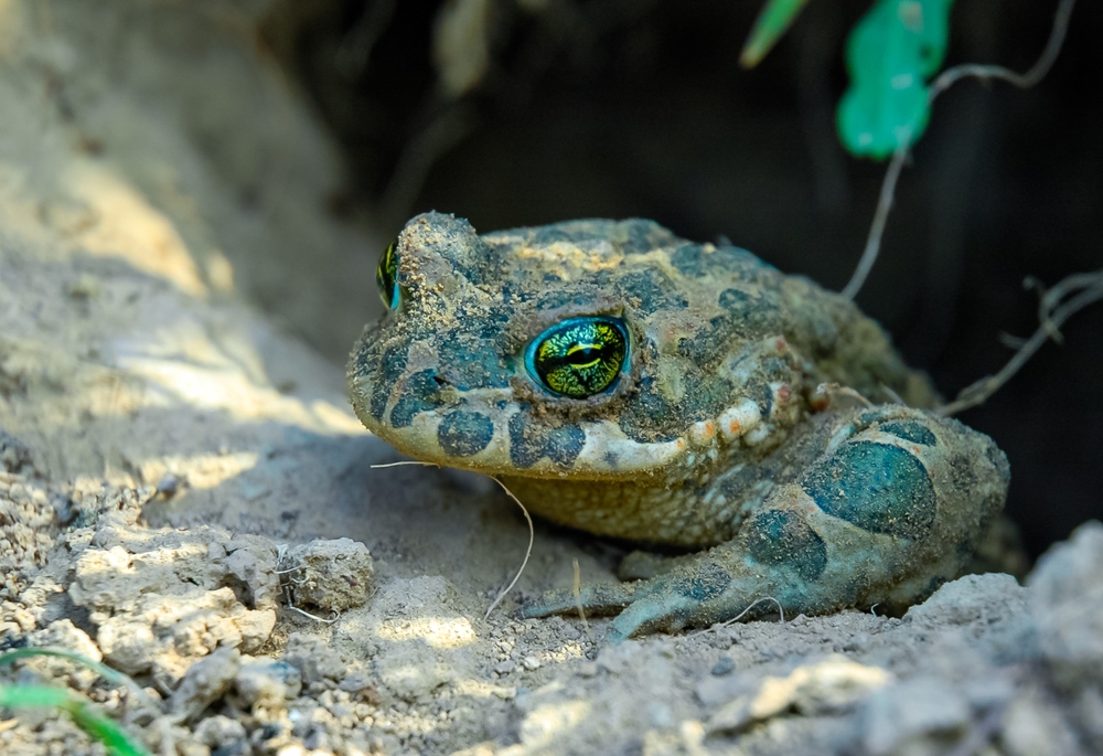 kröte im winterquartier