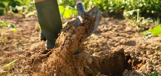 holländern im garten