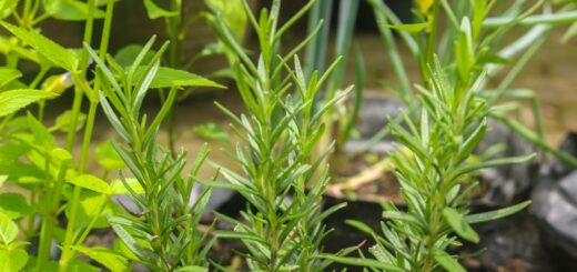 Rosmarinus officinalis