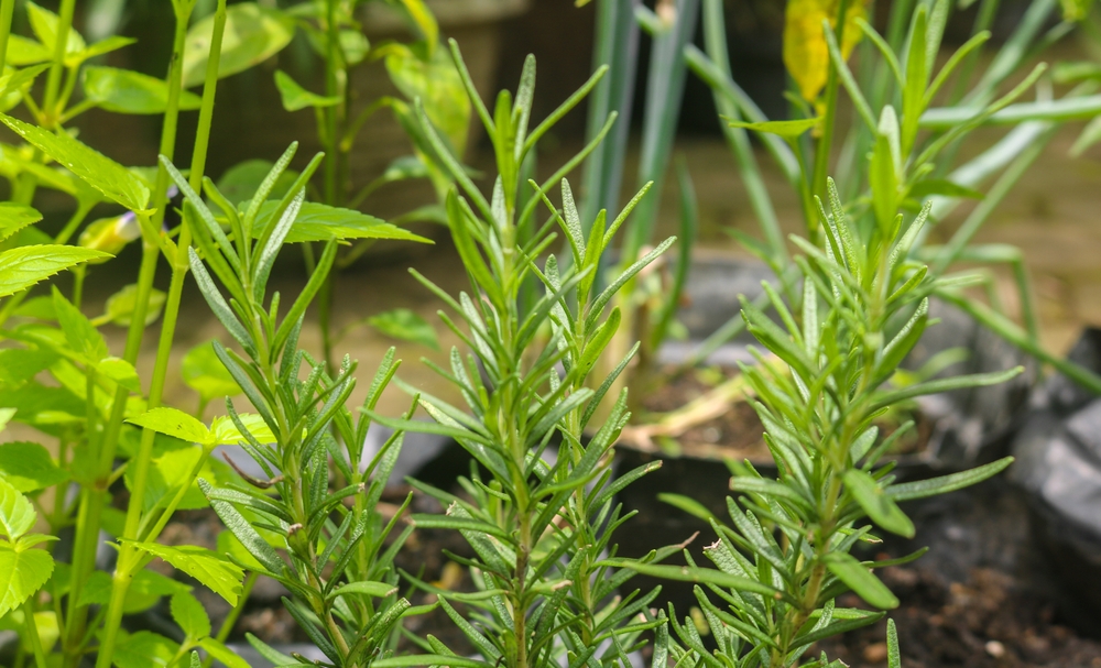 Rosmarinus officinalis