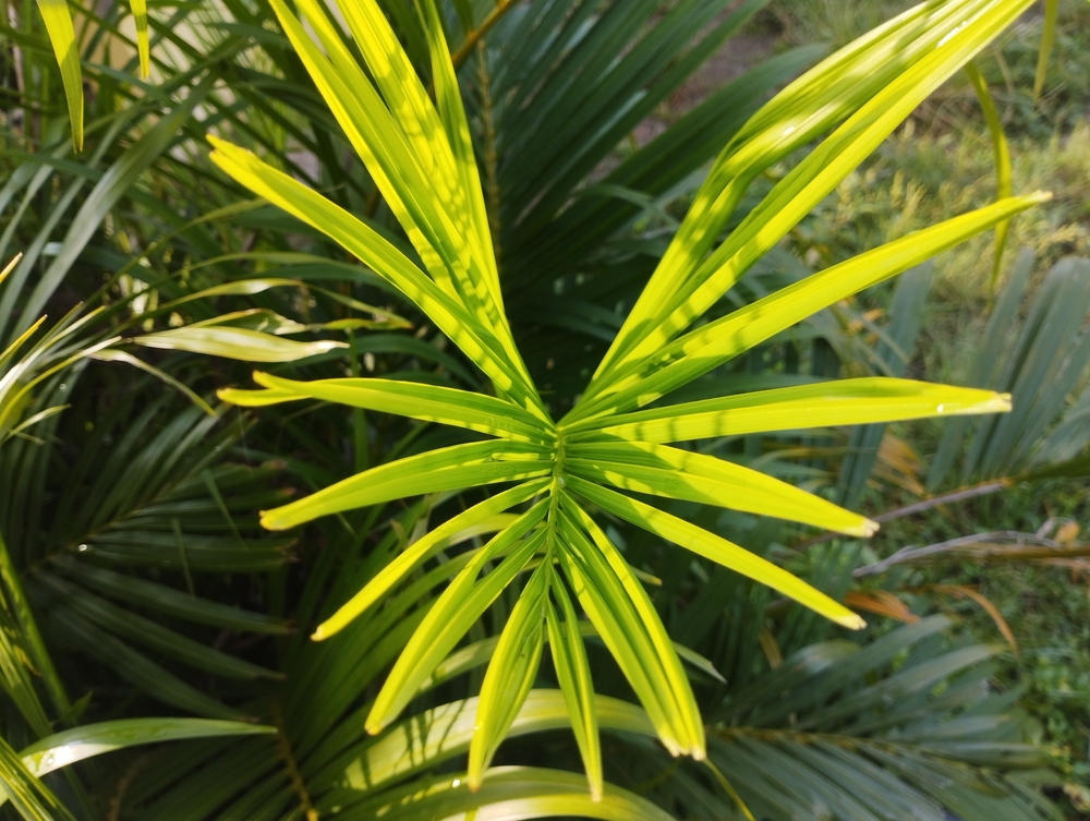 dypsis lutescens hat gelbe blätter