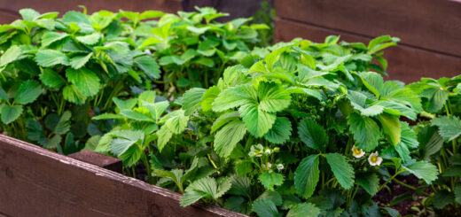 erdbeeren im hochbeet