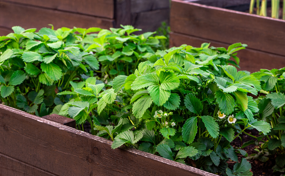 erdbeeren im hochbeet