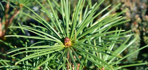 Sciadopitys verticillata