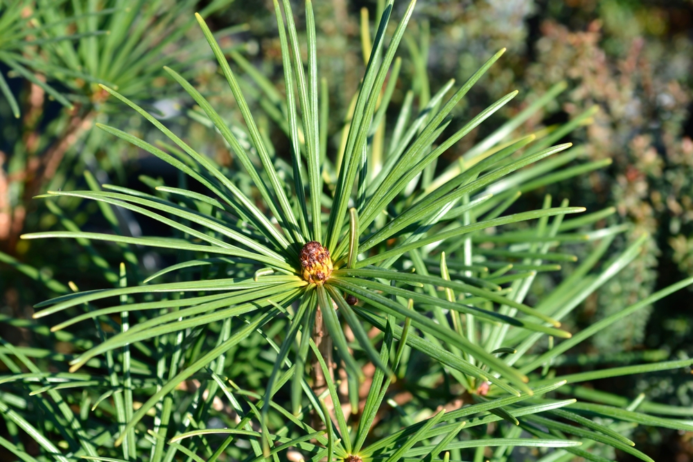 Sciadopitys verticillata