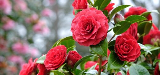 Camellia japonica
