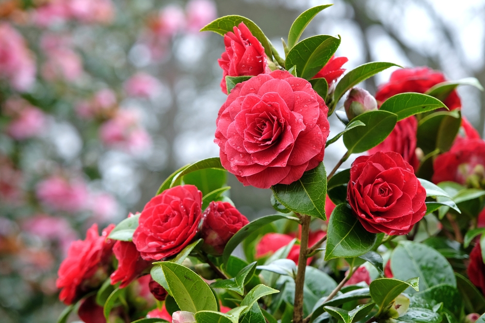 Camellia japonica