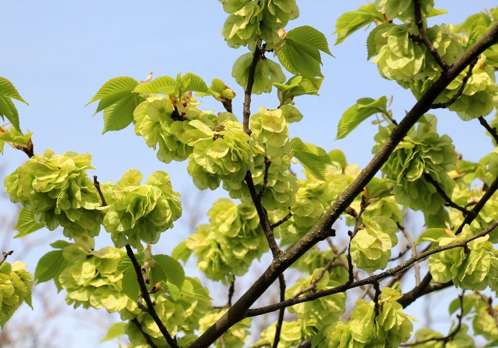 Ulmus glabra