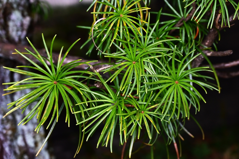 japanische schirmtanne