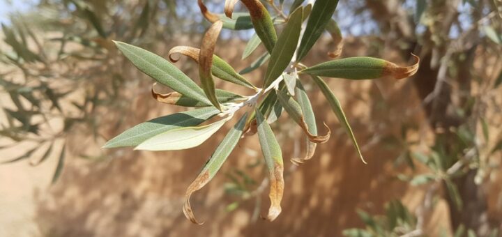 Braune Blattspitzen beim Olivenbaum