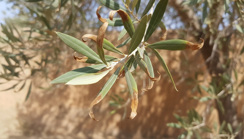 Braune Blattspitzen beim Olivenbaum