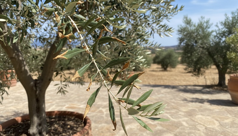 Olivenbaum im Kübel