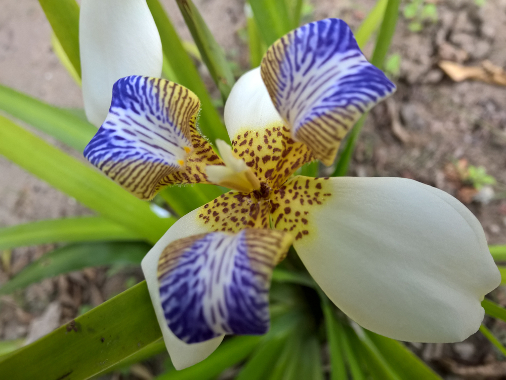 apostelblume überwintern