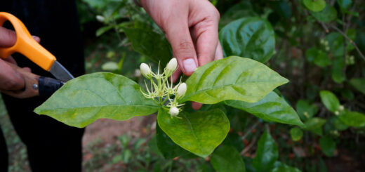 Winterjasmin schneiden