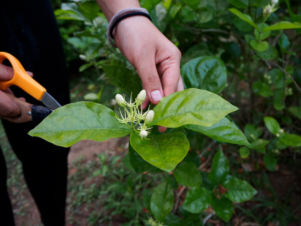 Winterjasmin schneiden