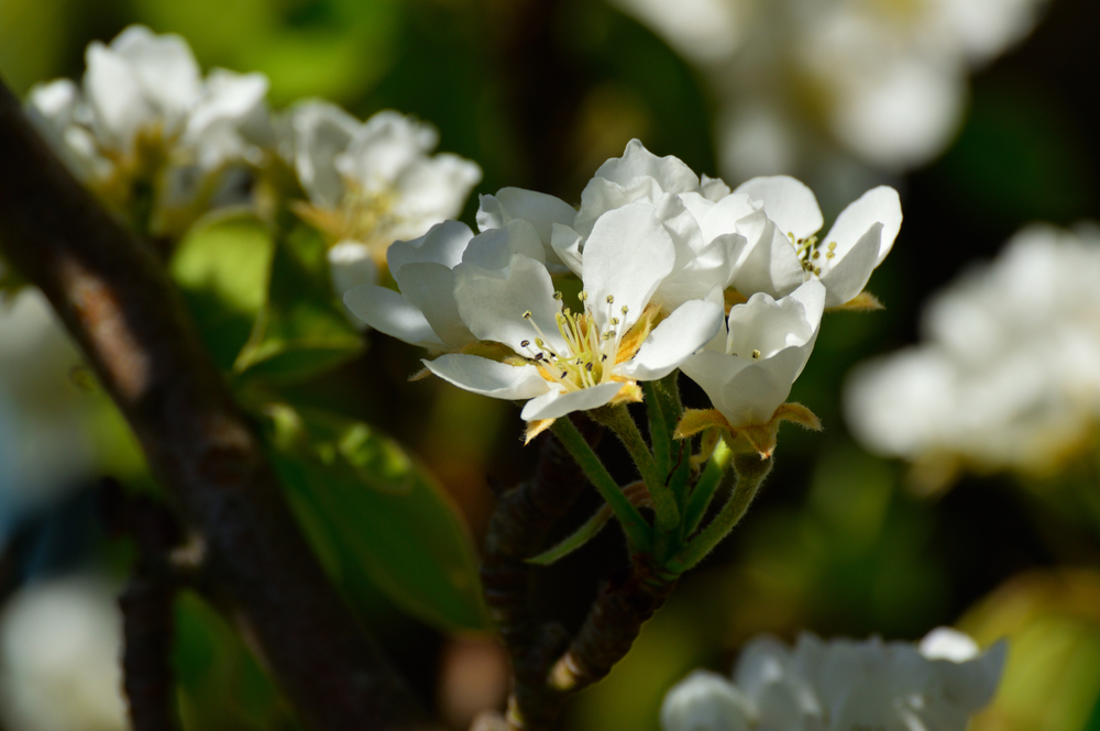 Crataegus