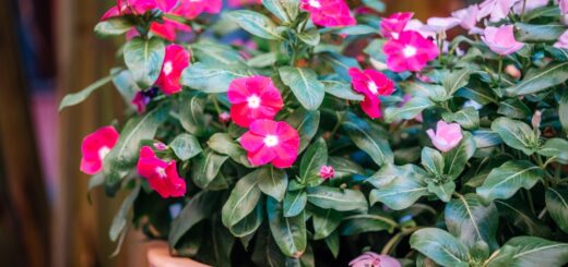 Mirabilis jalapa im Kübel